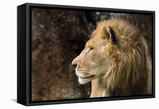 Lion Profile NCZ 18-Robert Michaud-Framed Stretched Canvas