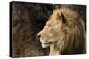 Lion Profile NCZ 18-Robert Michaud-Stretched Canvas