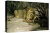 Lion Reclining in a Landscape-Wilhelm Kuhnert-Stretched Canvas