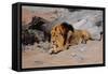 Lion Reclining in a Rocky Landscape-Wilhelm Kuhnert-Framed Stretched Canvas