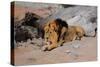 Lion Reclining in a Rocky Landscape-Wilhelm Kuhnert-Stretched Canvas