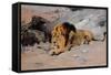 Lion Reclining in a Rocky Landscape-Wilhelm Kuhnert-Framed Stretched Canvas