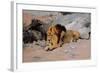 Lion Reclining in a Rocky Landscape-Wilhelm Kuhnert-Framed Giclee Print