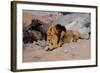 Lion Reclining in a Rocky Landscape-Wilhelm Kuhnert-Framed Giclee Print