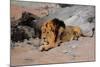 Lion Reclining in a Rocky Landscape-Wilhelm Kuhnert-Mounted Giclee Print