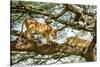 Lion resting in tree during middle of day, Tanzania-Nick Garbutt-Stretched Canvas