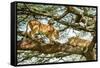 Lion resting in tree during middle of day, Tanzania-Nick Garbutt-Framed Stretched Canvas