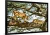 Lion resting in tree during middle of day, Tanzania-Nick Garbutt-Framed Photographic Print