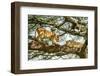 Lion resting in tree during middle of day, Tanzania-Nick Garbutt-Framed Photographic Print