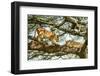 Lion resting in tree during middle of day, Tanzania-Nick Garbutt-Framed Photographic Print
