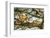 Lion resting in tree during middle of day, Tanzania-Nick Garbutt-Framed Photographic Print