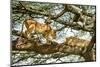 Lion resting in tree during middle of day, Tanzania-Nick Garbutt-Mounted Photographic Print