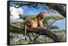 Lion resting in tree during middle of the day, Tanzania-Nick Garbutt-Framed Stretched Canvas