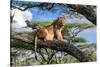Lion resting in tree during middle of the day, Tanzania-Nick Garbutt-Stretched Canvas