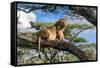 Lion resting in tree during middle of the day, Tanzania-Nick Garbutt-Framed Stretched Canvas