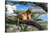 Lion resting in tree during middle of the day, Tanzania-Nick Garbutt-Stretched Canvas