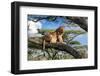 Lion resting in tree during middle of the day, Tanzania-Nick Garbutt-Framed Photographic Print