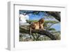 Lion resting in tree during middle of the day, Tanzania-Nick Garbutt-Framed Photographic Print