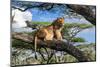 Lion resting in tree during middle of the day, Tanzania-Nick Garbutt-Mounted Photographic Print