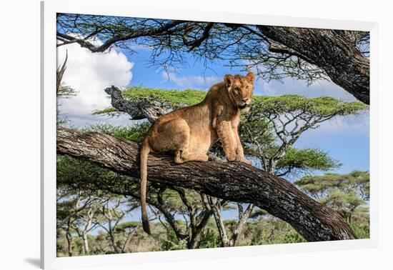Lion resting in tree during middle of the day, Tanzania-Nick Garbutt-Framed Photographic Print
