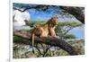 Lion resting in tree during middle of the day, Tanzania-Nick Garbutt-Framed Photographic Print