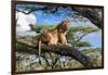 Lion resting in tree during middle of the day, Tanzania-Nick Garbutt-Framed Photographic Print