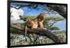 Lion resting in tree during middle of the day, Tanzania-Nick Garbutt-Framed Photographic Print