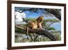 Lion resting in tree during middle of the day, Tanzania-Nick Garbutt-Framed Photographic Print