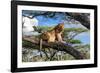 Lion resting in tree during middle of the day, Tanzania-Nick Garbutt-Framed Photographic Print