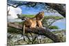 Lion resting in tree during middle of the day, Tanzania-Nick Garbutt-Mounted Photographic Print
