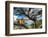 Lion resting in tree to escape the heat, Tanzania-Nick Garbutt-Framed Photographic Print