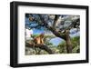 Lion resting in tree to escape the heat, Tanzania-Nick Garbutt-Framed Photographic Print