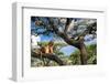 Lion resting in tree to escape the heat, Tanzania-Nick Garbutt-Framed Photographic Print