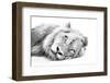 Lion Resting on Sand High Key-Alta Oosthuizen-Framed Photographic Print