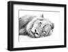 Lion Resting on Sand High Key-Alta Oosthuizen-Framed Photographic Print