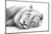 Lion Resting on Sand High Key-Alta Oosthuizen-Mounted Photographic Print