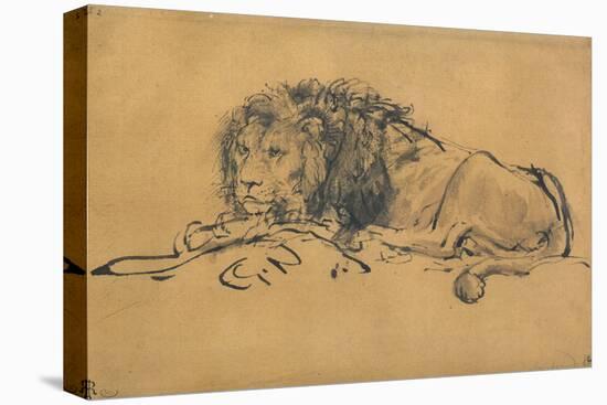 Lion Resting, Turned to the Left, C1650-Rembrandt van Rijn-Stretched Canvas