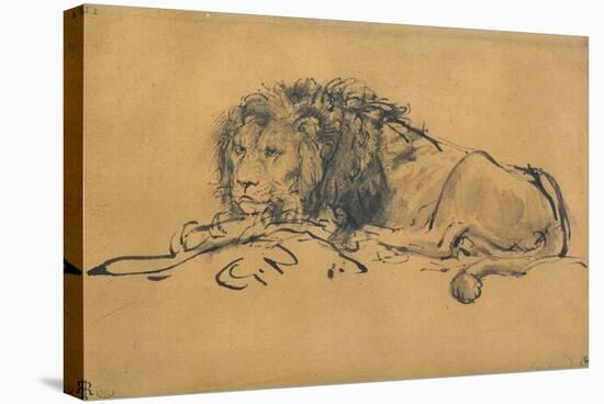 Lion Resting, Turned to the Left, C1650-Rembrandt van Rijn-Stretched Canvas