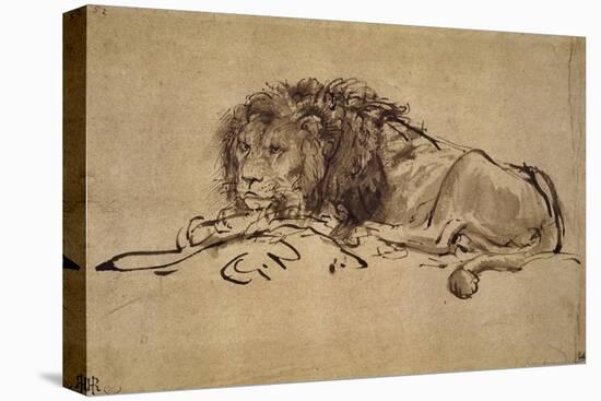 Lion Resting, Turned to the Left-Rembrandt van Rijn-Stretched Canvas