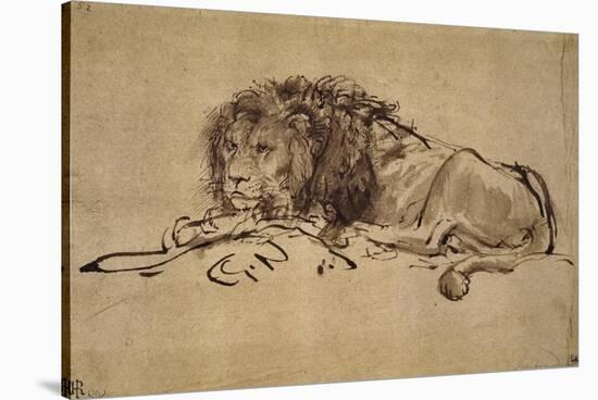 Lion Resting, Turned to the Left-Rembrandt van Rijn-Stretched Canvas