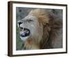 Lion Roar Full Bleed-Martin Fowkes-Framed Giclee Print
