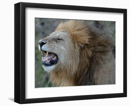 Lion Roar-Martin Fowkes-Framed Giclee Print