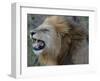Lion Roar-Martin Fowkes-Framed Giclee Print