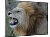 Lion Roar-Martin Fowkes-Mounted Giclee Print