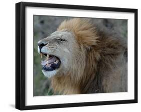 Lion Roar-Martin Fowkes-Framed Giclee Print