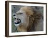 Lion Roar-Martin Fowkes-Framed Giclee Print