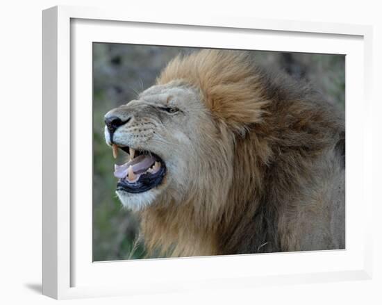 Lion Roar-Martin Fowkes-Framed Giclee Print