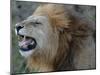 Lion Roar-Martin Fowkes-Mounted Giclee Print