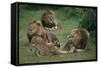 Lion Roaring at Cub in Grass-DLILLC-Framed Stretched Canvas
