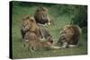 Lion Roaring at Cub in Grass-DLILLC-Stretched Canvas